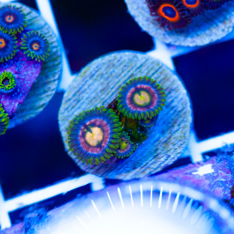Laser Lemon Zoanthids