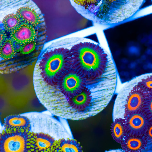 WWC Bob Marley Zoanthids