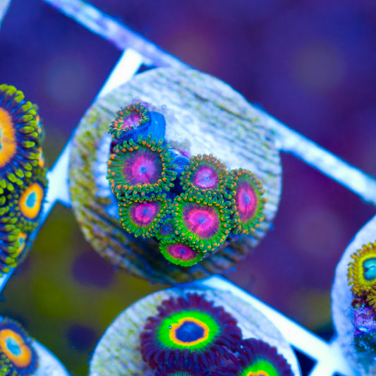 OG Awesome Blossom Zoanthids