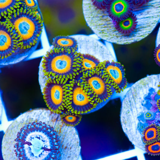 OG Scrambled Egg Zoanthids