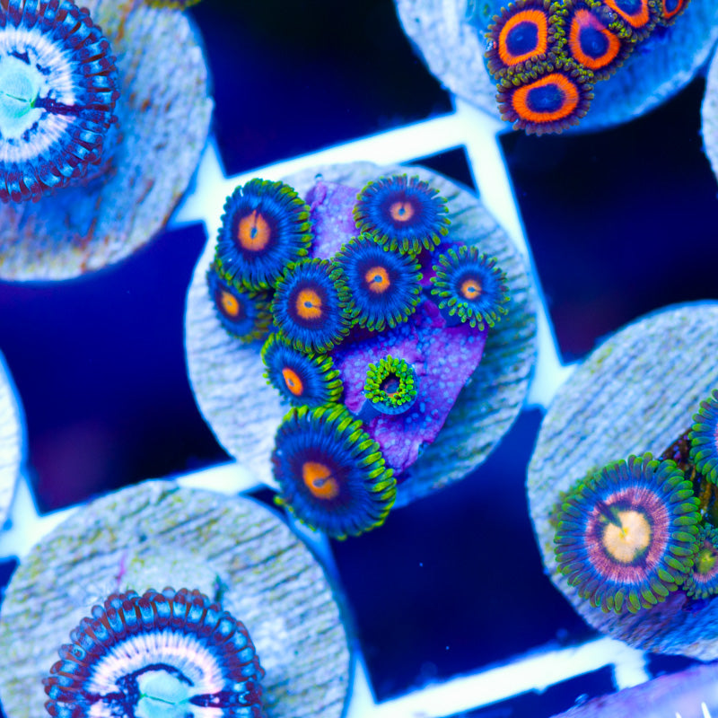 Blowpop Zoanthids