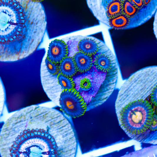 Blowpop Zoanthids