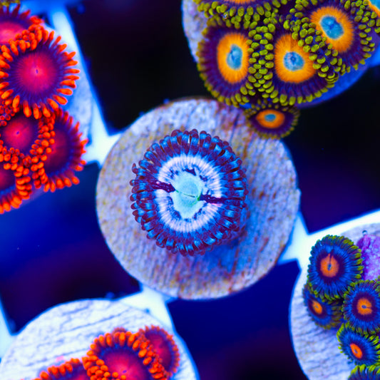 CC Pink Constellation Zoanthid