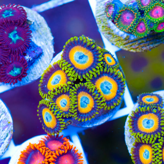 OG Scrambled Egg Zoanthids