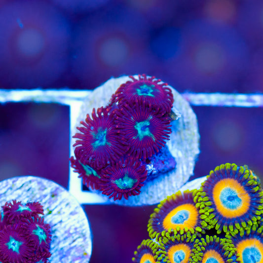 Lazys Chrysathemum Zoanthids