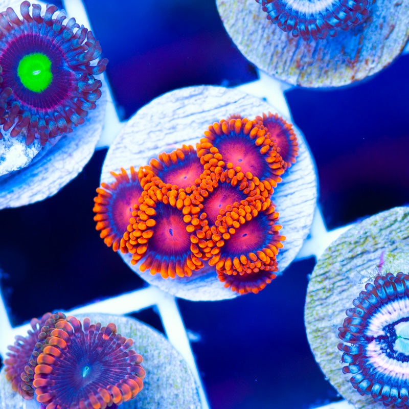 OG Bam Bam Zoanthids
