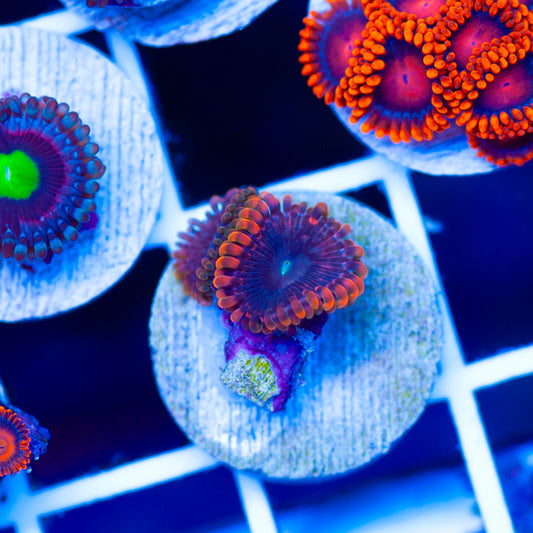 OG Fairy Fart Zoanthids