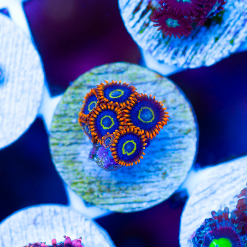 OG Rainbow Hornet Zoanthids