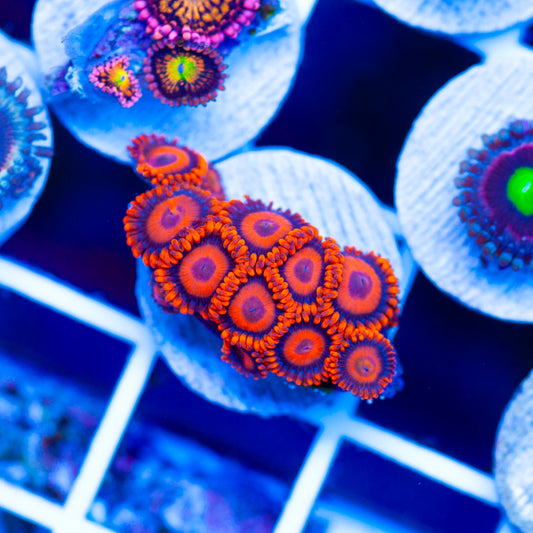 OG Orange Hornet Zoanthids