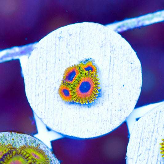 OG Great Owl Zoanthids