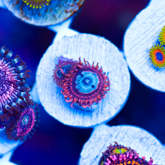 OG Utter Peace Zoanthids