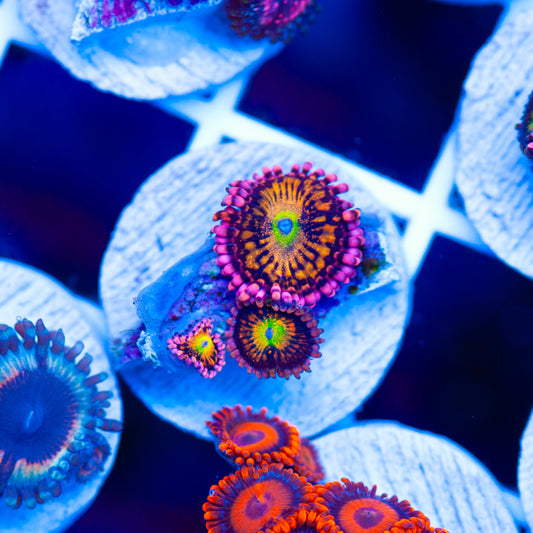 CC Pixie Dust Zoanthids