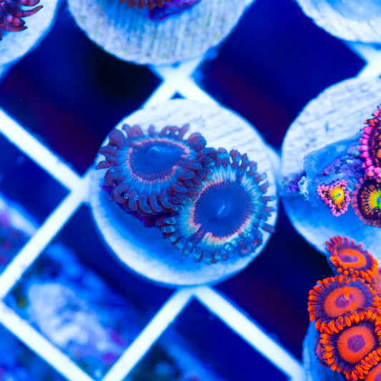 OG Vamps in Drag Zoanthids