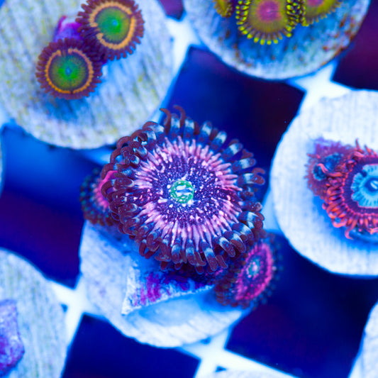 OG Pink Zipper Zoanthids