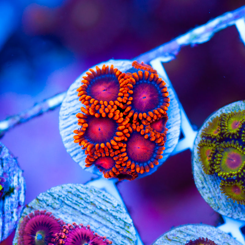 OG Bam Bam Zoanthids #2