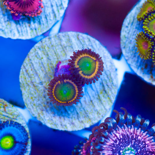Gonzos Citrus Cooler Zoanthids
