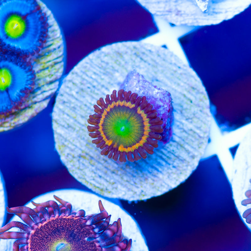 Gonzos Citrus Cooler Zoanthid