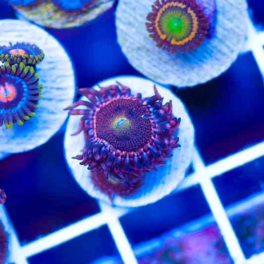 OG Mohawk Zoanthids