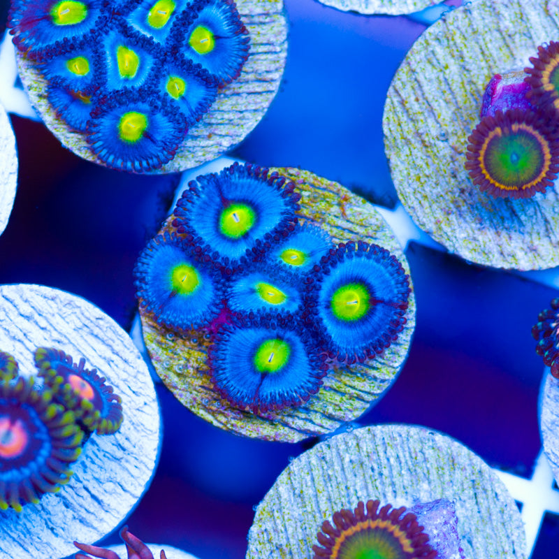 WWC AOI Zoanthids