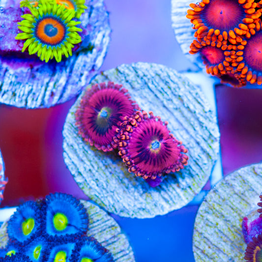 CC Pink Passion Zoanthids