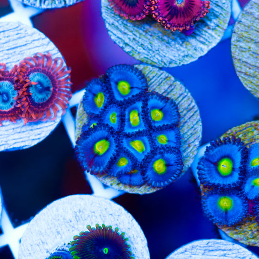 WWC AOI Zoanthids