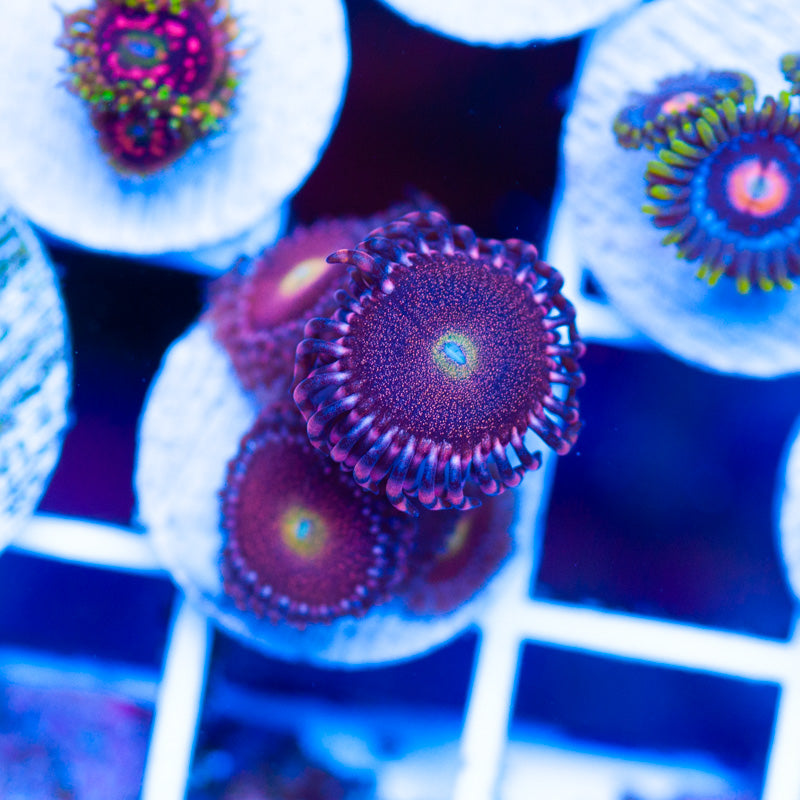OG Mohawk Zoanthids