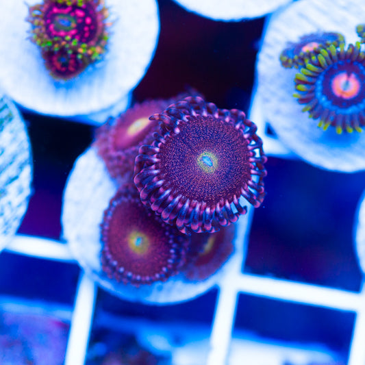 OG Mohawk Zoanthids