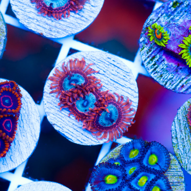 OG Utter Peace Zoanthids