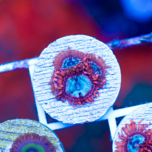OG Utter Peace Zoanthids