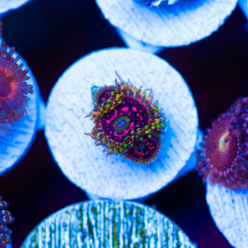 Big R Space Chaos Zoanthids
