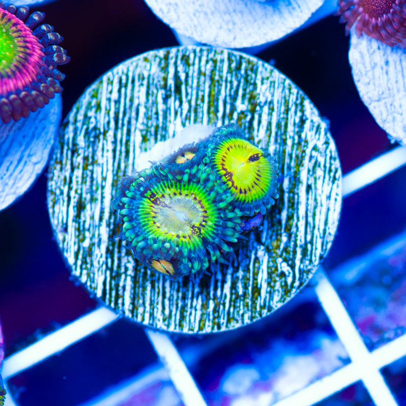 OG Butt Muncher Zoanthids