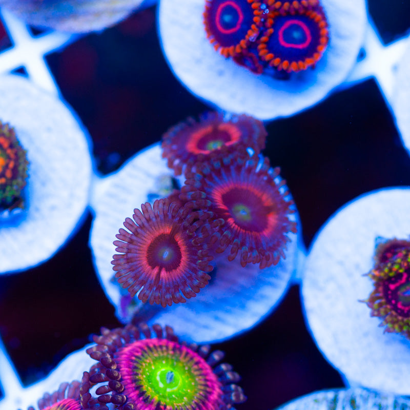Lord of the Rings Zoanthids