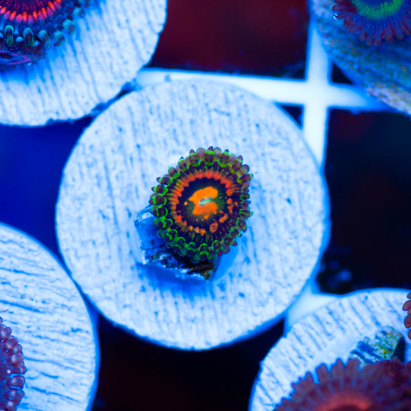 LC Rainbow Incinerator Zoanthid