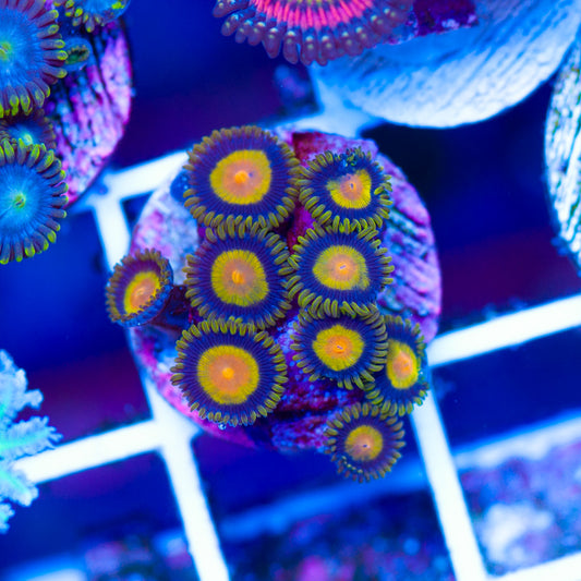 CC Tutti Frutti Zoanthids