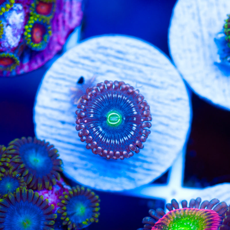 OG Snowglobe Zoanthid