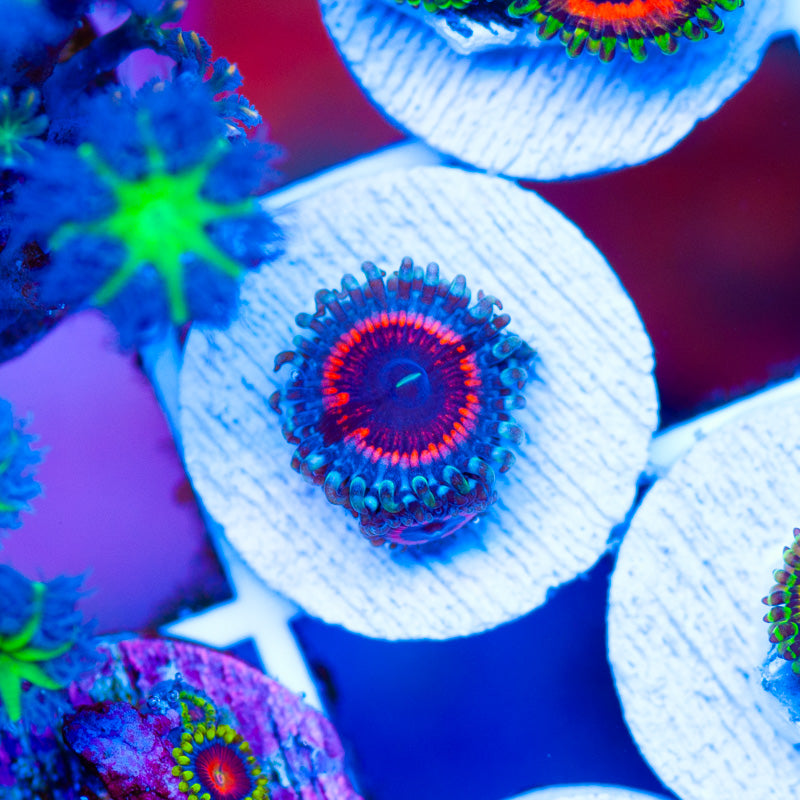 OG Devils Armor Zoanthids