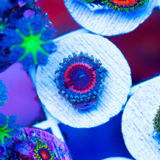 OG Devils Armor Zoanthids