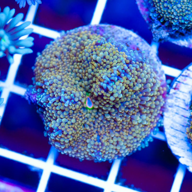Radical Ricodea #6