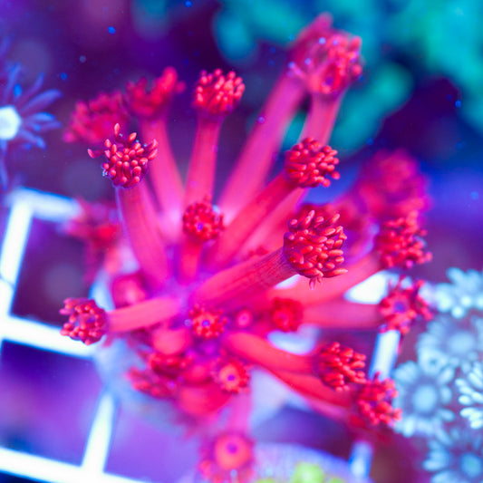 ORA Ultra Red Goniopora