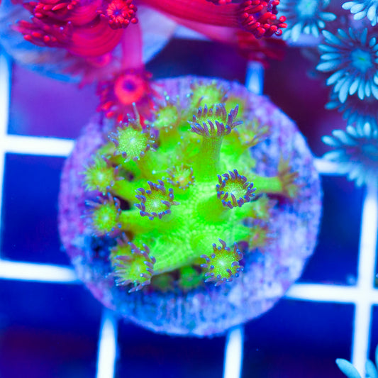 Glitterbomb Goniopora