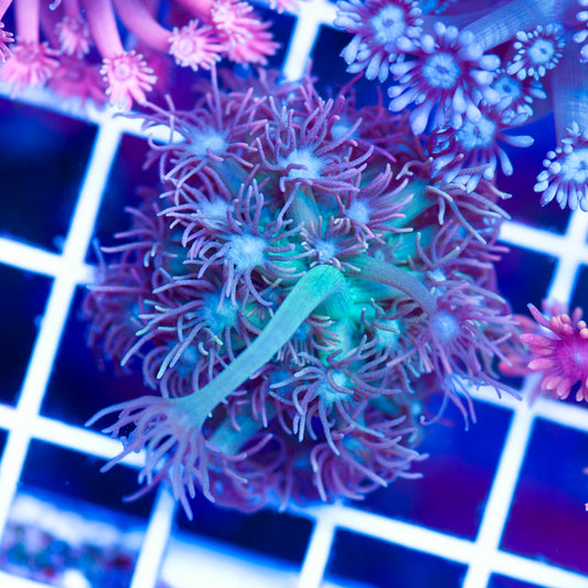 Hallucination Goniopora