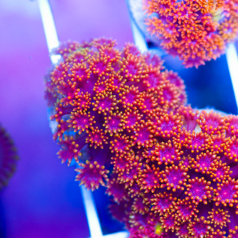 Gonzos XXX Goniopora/Bernardapora