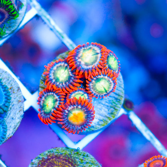 Hot Shot Zoanthids