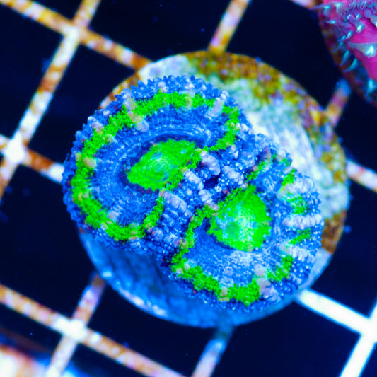 Awesome Aussie Acan #1