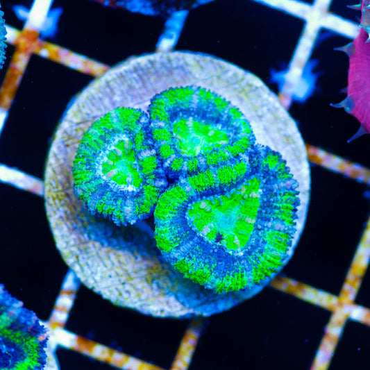 Awesome Aussie Acan #2
