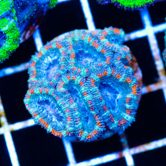 Aussie Big Top Acan