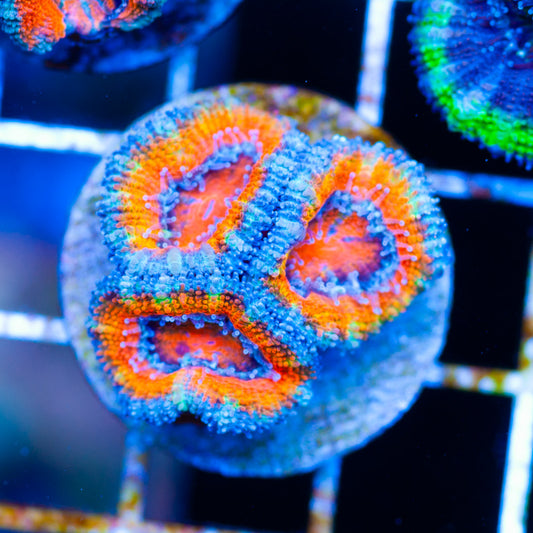 Awesome Aussie Acan #3