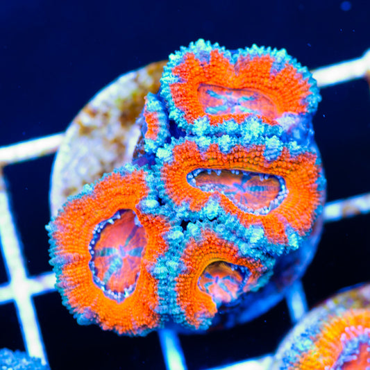 Awesome Aussie Acan #4