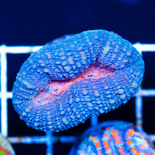 Awesome Indo Lobo #2