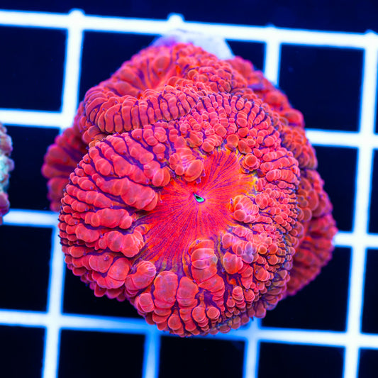 Giant Polyp Indo Blasto